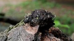 Xylaria carpophila