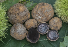 Elaphomyces muricatus