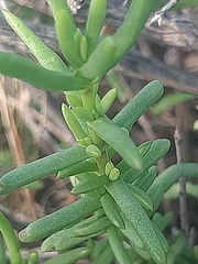 Delosperma multiflorum