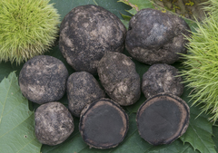 Elaphomyces persoonii