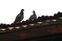 Columba livia domestica