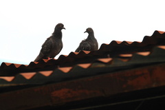 Columba livia domestica
