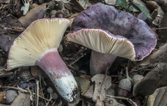 Russula amoenicolor