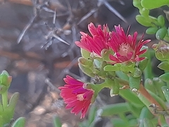 Delosperma multiflorum