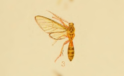 Sphecosoma linda