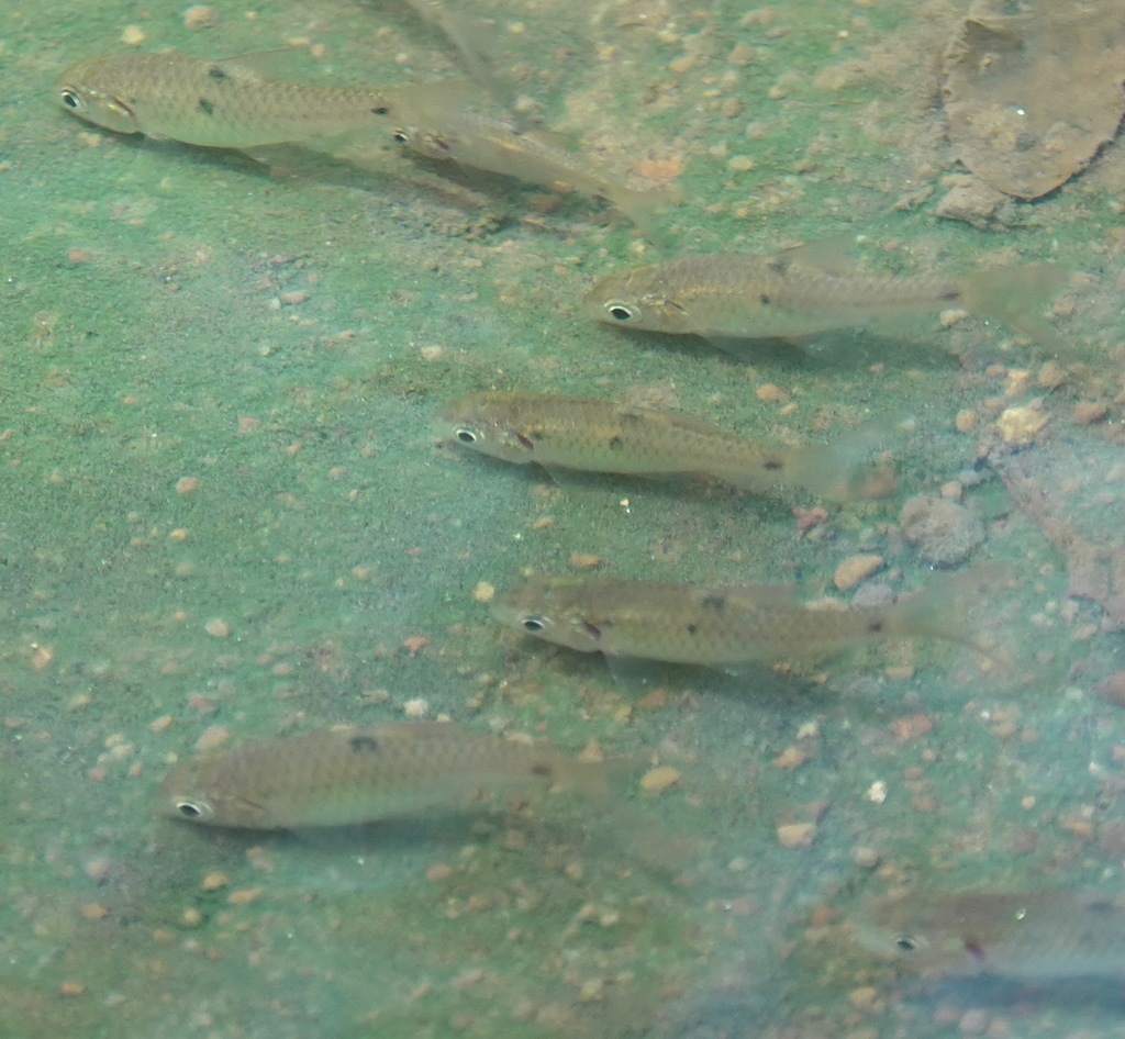 Indochinese Spotted Barb