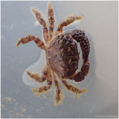 Paraxanthias taylori