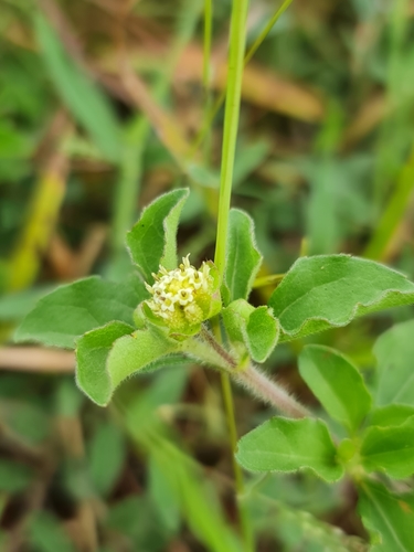 Acanthospermum glabratum image