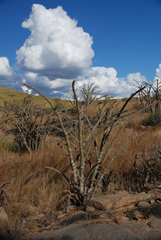 Euphorbia didiereoides