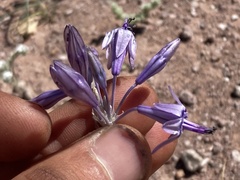 Triteleiopsis palmeri