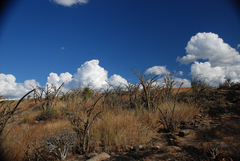 Euphorbia didiereoides