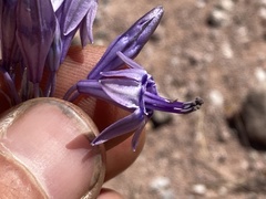 Triteleiopsis palmeri