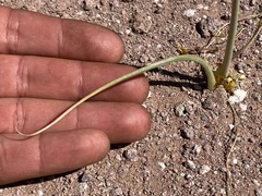 Triteleiopsis palmeri