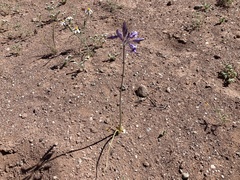 Triteleiopsis palmeri