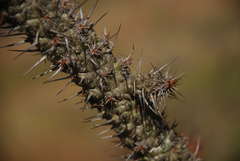 Euphorbia didiereoides