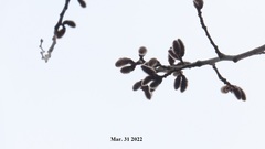 Populus tomentiglandulosa