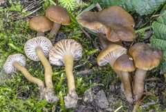 Camarophyllopsis schulzeri