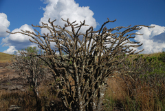 Euphorbia didiereoides