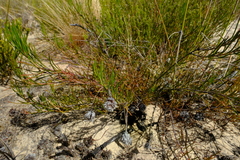 Serruria linearis