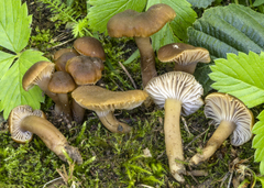 Camarophyllopsis schulzeri