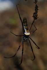 Trichonephila inaurata