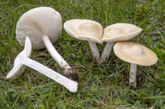 Melanoleuca strictipes