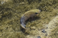 Cyprinodon salinus salinus