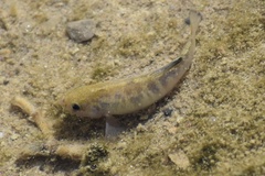 Cyprinodon salinus salinus