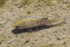 Cyprinodon salinus salinus