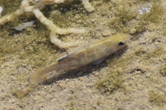 Cyprinodon salinus salinus