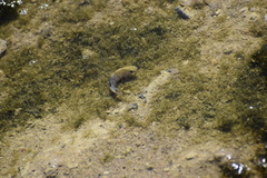 Cyprinodon salinus salinus