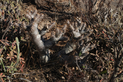 Pachypodium