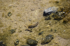 Cyprinodon salinus salinus