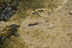Cyprinodon salinus salinus