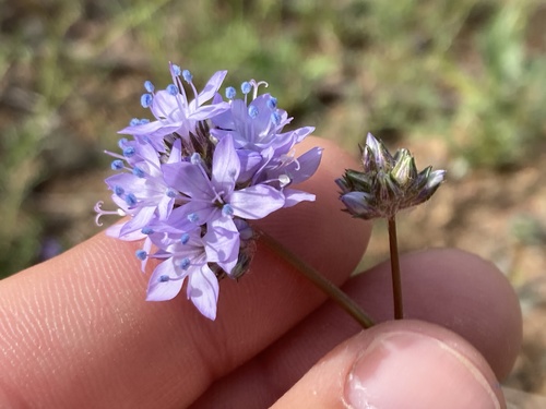 Blue Field Gilia