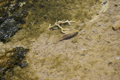 Cyprinodon salinus salinus
