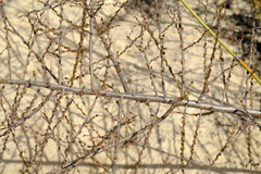 Aspalathus leptocoma