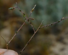 Aspalathus leptocoma