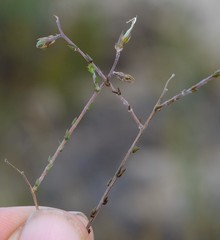 Aspalathus leptocoma