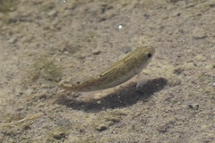 Cyprinodon salinus salinus