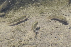 Cyprinodon salinus salinus