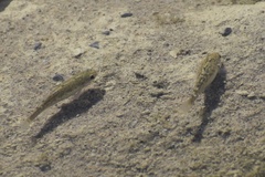 Cyprinodon salinus salinus
