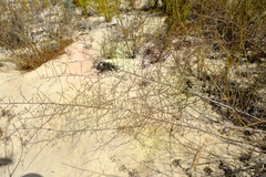 Aspalathus leptocoma