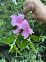 Rhododendron kanehirae