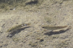 Cyprinodon salinus salinus