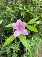 Rhododendron kanehirae
