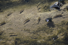 Cyprinodon salinus salinus