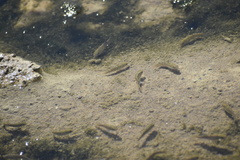 Cyprinodon salinus salinus