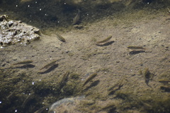 Cyprinodon salinus salinus