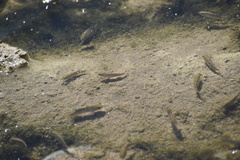 Cyprinodon salinus salinus